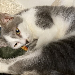 遊び大好き、グレー白の女の子♀