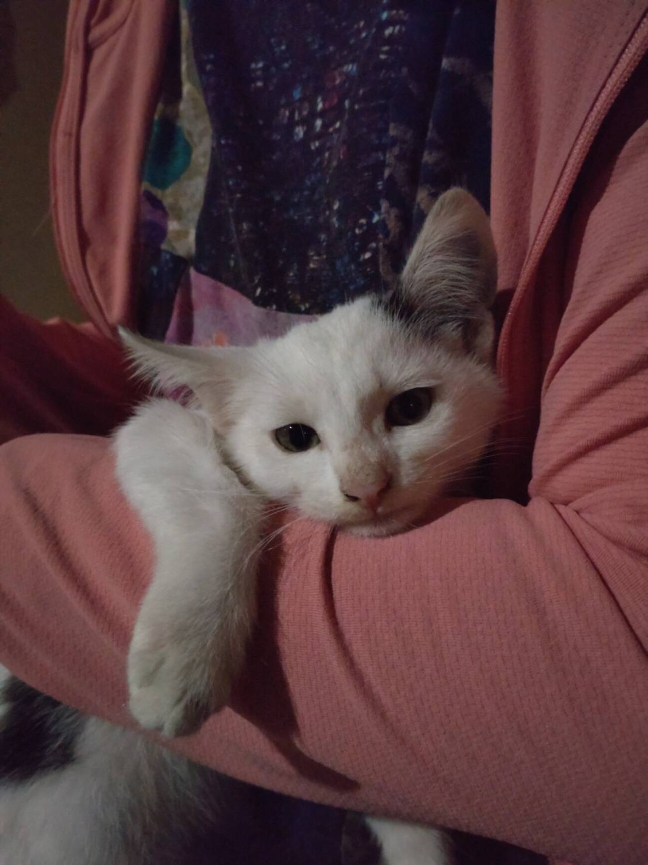 青森県つがる市の野良さん」青森県 - 猫の里親募集(384286 