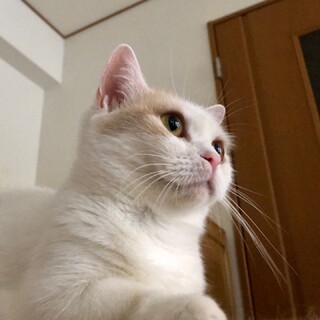 【家族決定】短足・引退ママ★兵庫県ミルティン