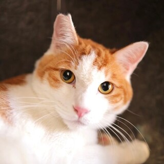 マイペース　少しビビリな大きい男の子　颯太くん