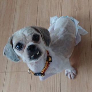 穏やかなシーズー♀ミソちゃん