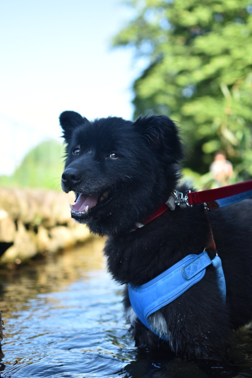 急募 スティッチ 東京都 犬の里親募集 ペットのおうち 月間利用者150万人