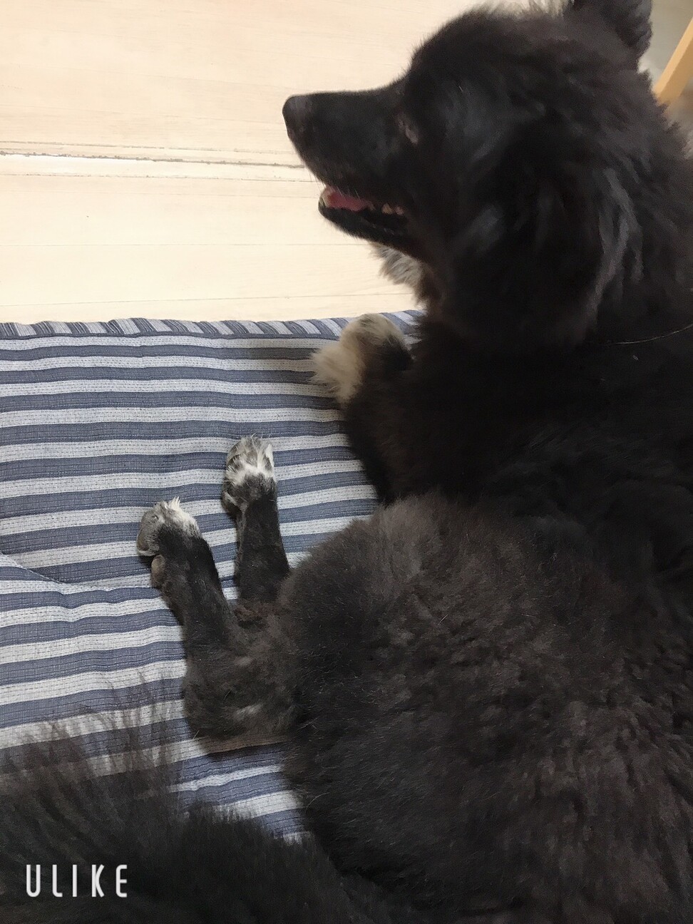 急募 スティッチ 東京都 犬の里親募集 ペットのおうち 月間利用者150万人