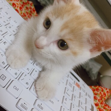 の写真