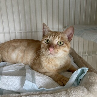 とても人慣れしている可愛い茶トラくん^_^♪