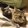 なべすず