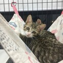 ピンクのお鼻★キジシロあかりちゃん