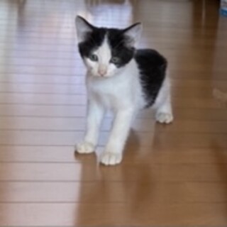 可愛いい白黒優しい家族決定‼︎