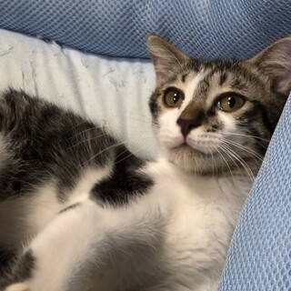 甘えん坊のココくん★綺麗な毛並みで可愛い！