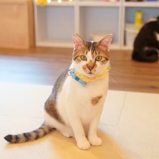 おやつ大好き⭐︎癒し系ジブリール