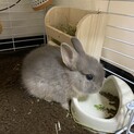 育ててくださる方お願いします。