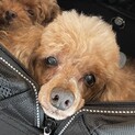 飼育放棄保護プードル・レオンくん