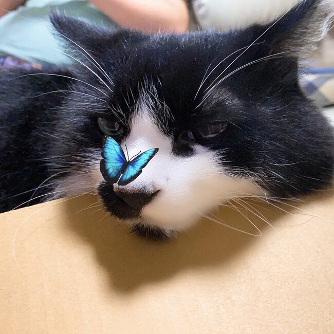 sor.のカバー写真