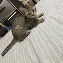 大至急子猫里親募集！