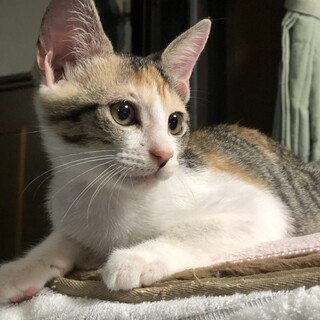 かしこくて美人な三毛ちゃんです