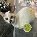 可愛いシャム系