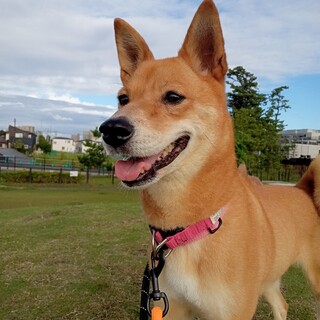 「もも」女の子