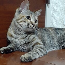 「第2回ねこ譲渡会@守口市」サムネイル3