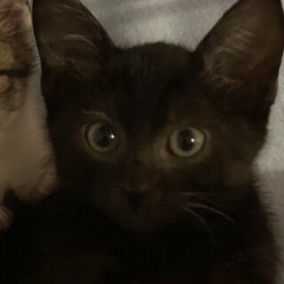 まん丸ふわコロな小熊のような黒子猫ちゃんです