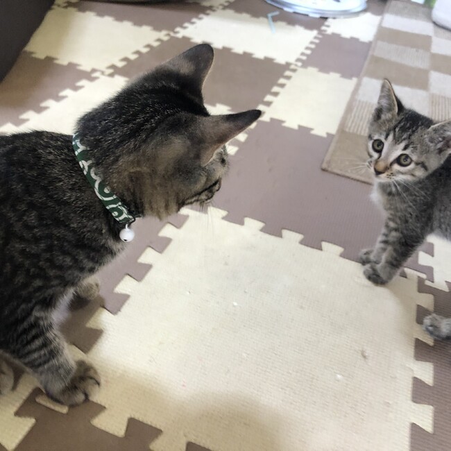 Koouのカバー写真