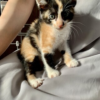 里親さま決まりました☆