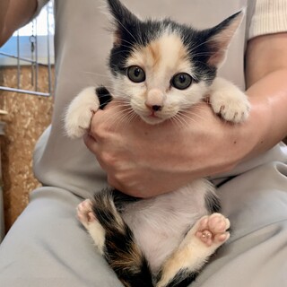 里親さま決まりました☆