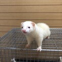 マーシャルフェレット 里親さん募集