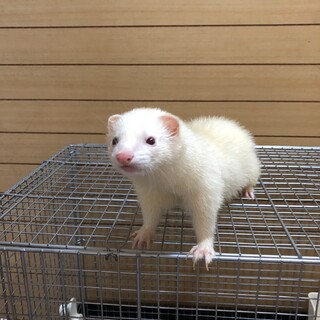 マーシャルフェレット 里親さん募集