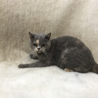 他ブリーダーさんからの女の子