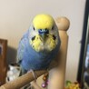 るーるる。