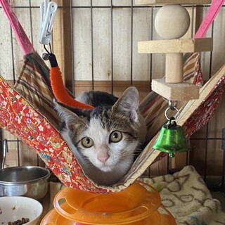 可愛いキジ白の男の子アメショーMIX