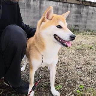 柴犬♀ミキちゃん