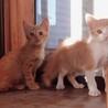 子猫の里親さん募集 サムネイル3