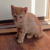 子猫の里親さん募集 サムネイル4