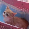 子猫の里親さん募集 サムネイル5
