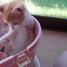 子猫の里親さん募集 サムネイル6