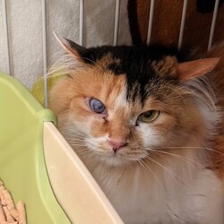 「保護主さんあるある」サムネイル2