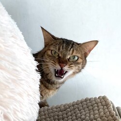 「保護主さんあるある」サムネイル3