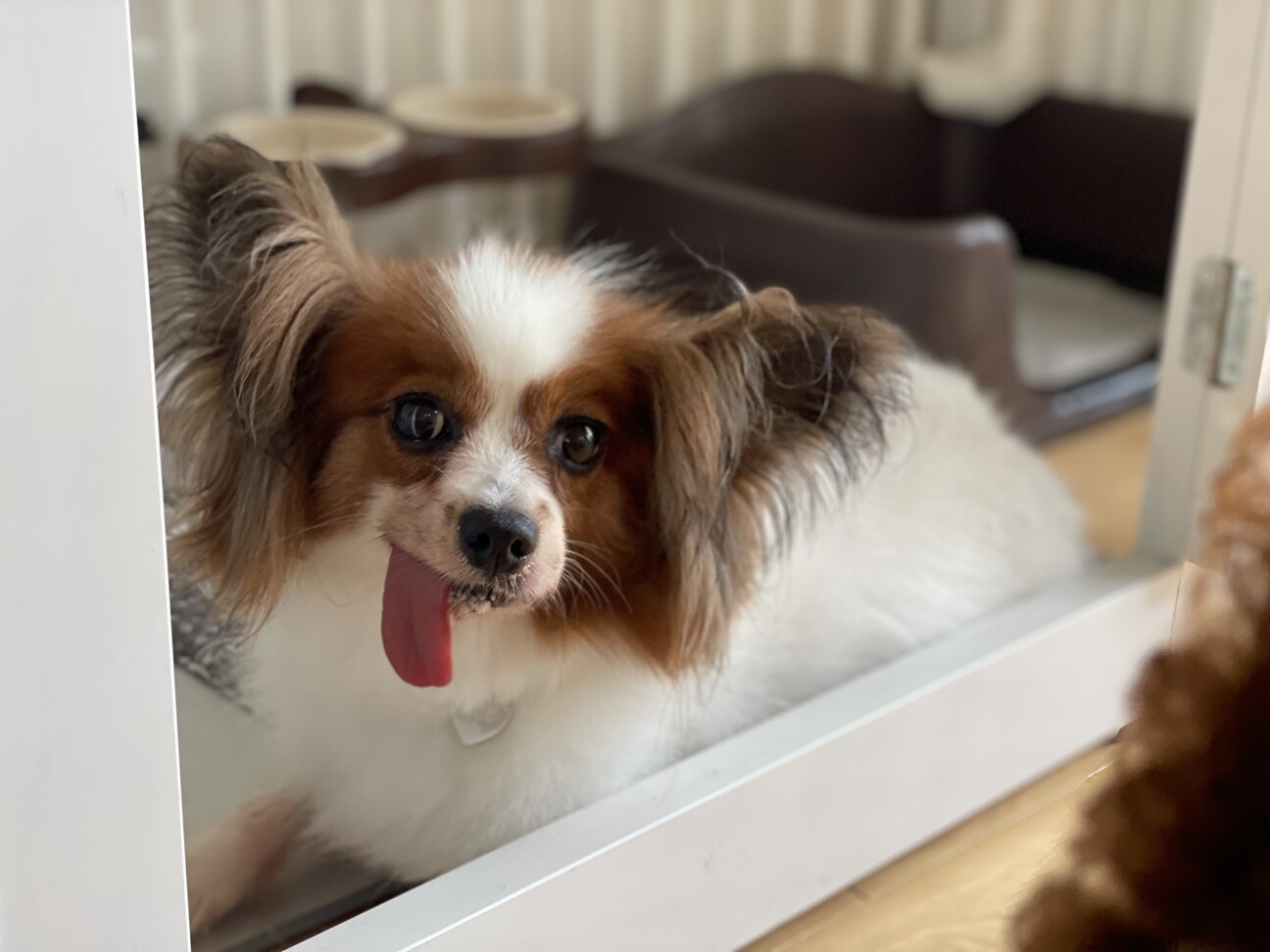 おっとり系パピヨン、ミル...」栃木県 - 犬の里親募集(384397) 2枚目の 