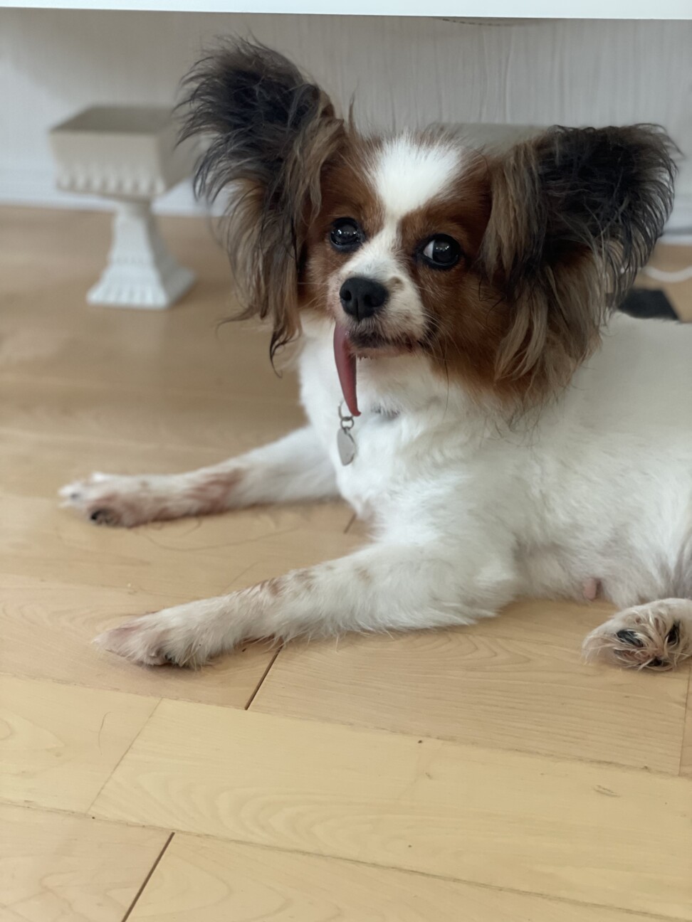 おっとり系パピヨン、ミル...」栃木県 - 犬の里親募集(384397) 2枚目の 