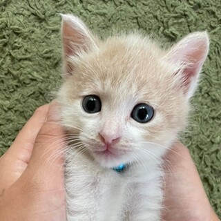 募集一時停止⭐️茶白男子ウヌ