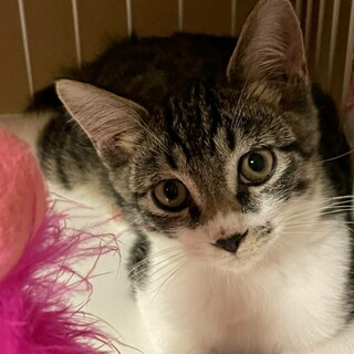 可愛いキジ白子猫の海（カイ）ちゃん！
