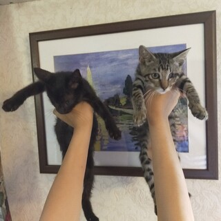 大人しくて可愛い子猫ちゃん