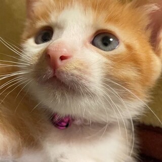 募集一時停止⭐️茶白女子ナビ