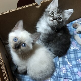 キャンセルのため再募集