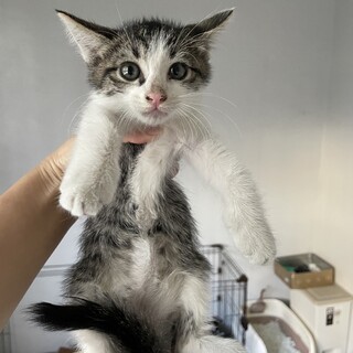 道路を渡り轢かれそうになっていた子猫(*_*)