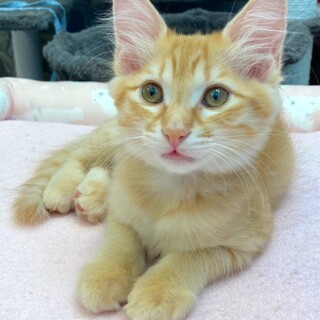 募集停止❤️茶トラ女子葉月