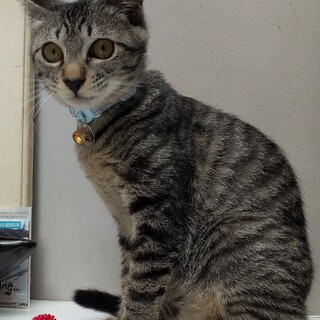 【おうち決定】おひざに乗せてくださいな☆去勢済