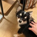 チワワの男の子