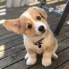 猫ちゃん大好き350